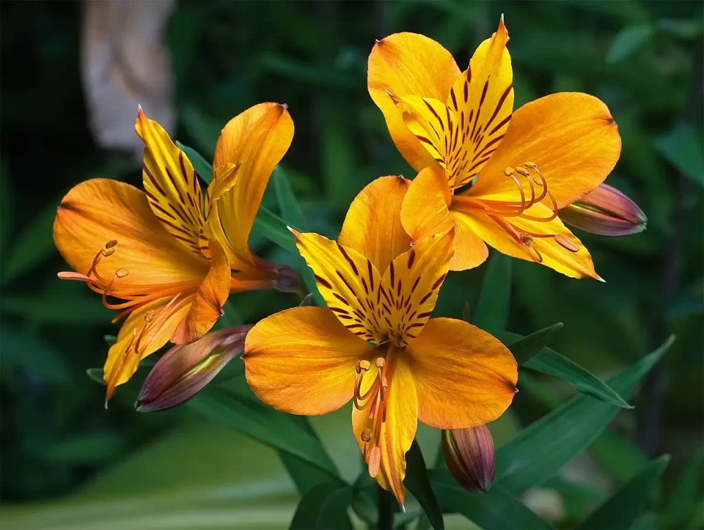 Alstromerija aurantiaca