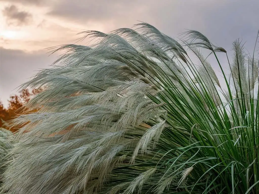 Miscanthus Gracillimus