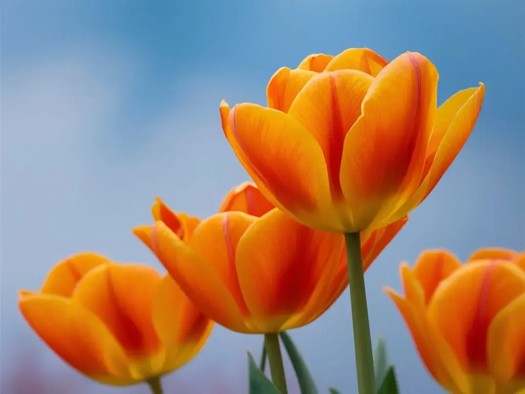 Triumfo tulpės (Tulipa-Triumph)