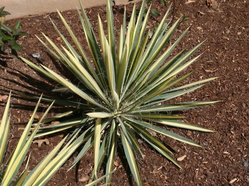 Yucca filamentosa - pluoštinė juka