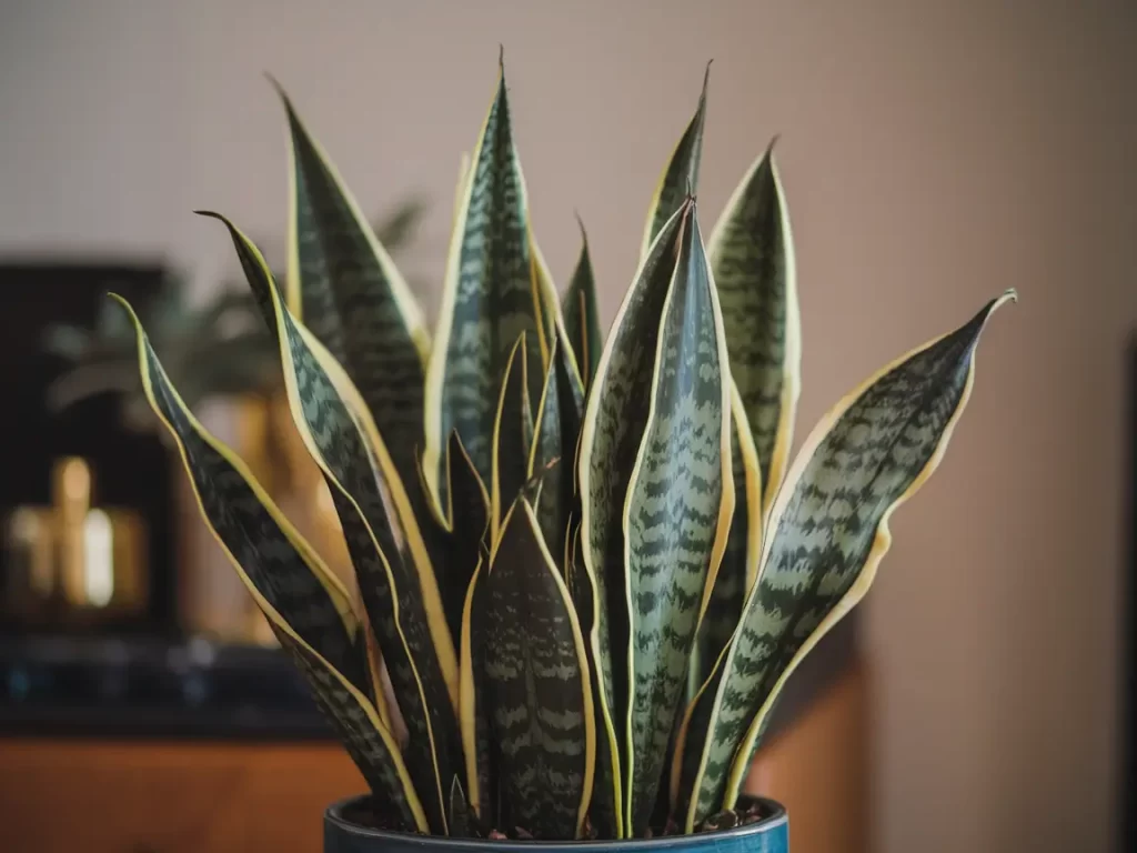 Sansevieria gele 