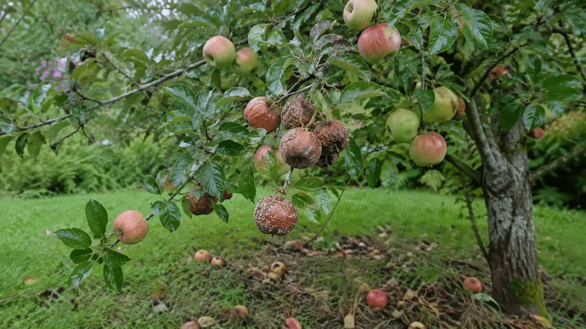 Kodėl obuoliai pūva ant medžio ir ką daryti?